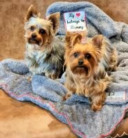 Vorschau: Nanobionic® Haustierdecke mit Infrarot-Technologie 100 x 80cm