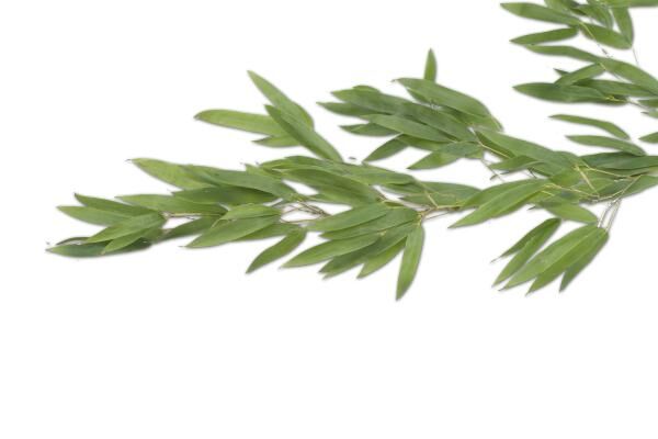 Gina Su Bambuspflaster mit Lavendelduft - 120 Stück im praktischen 10er Päckchen