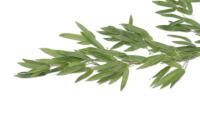 Vorschau: Gina Su Bambuspflaster mit Turmalin 120 Stück im praktischen 10er Päckchen