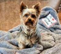 Vorschau: Nanobionic® Haustierdecke mit Infrarot-Technologie 100 x 80cm